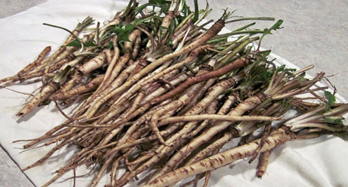 Herb much stronger than chemotherapy. Fights cancer hard. Dandelion and its beneficial effects