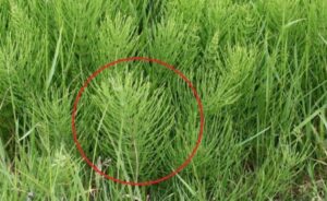 Have you noticed this plant in your garden? It’s not a weed, but a perfect plant from the natural pharmacy!