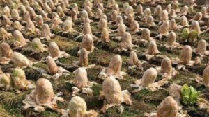 Horrifying footage that went around the world: What a farmer discovered in his field will shock you