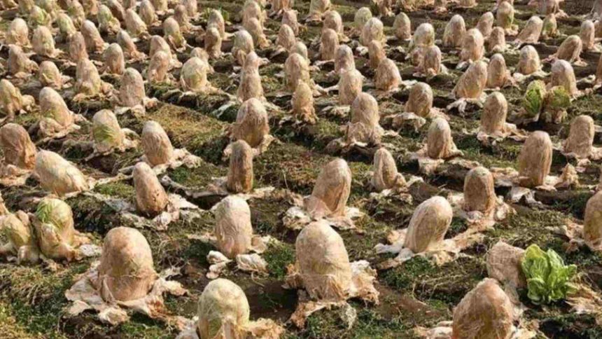 Horrifying footage that went around the world: What a farmer discovered in his field will shock you