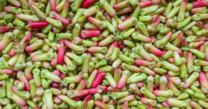 Hřebíček: Přírodní lék