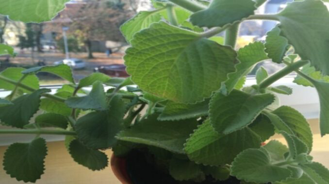 Rýmovník: Natural protection against mosquitoes and flies + healing properties