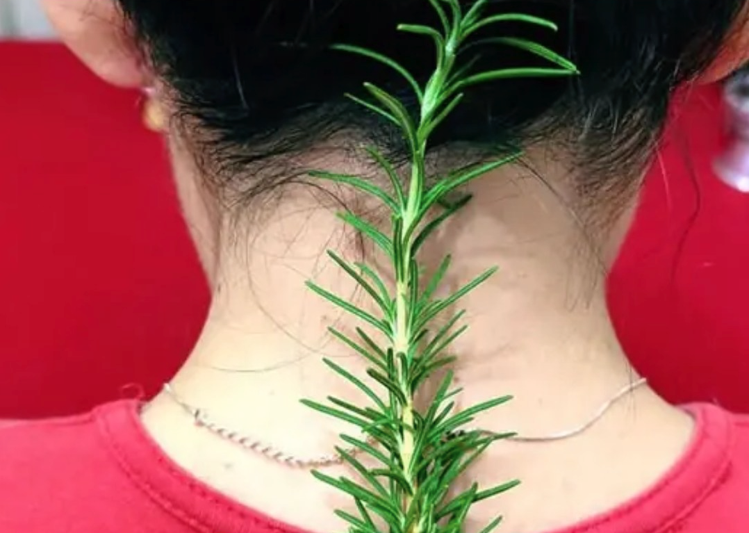 Rosemary: The natural remedy you have at home! An effective recipe for health without the pharmacy