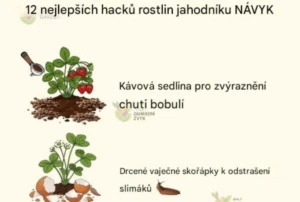 12 tricks to grow bigger and sweeter strawberries – the best tips for your garden