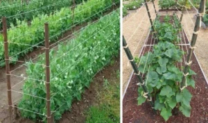 Growing cucumbers on a trellis: The cheapest and most productive method even for a small garden or balcony