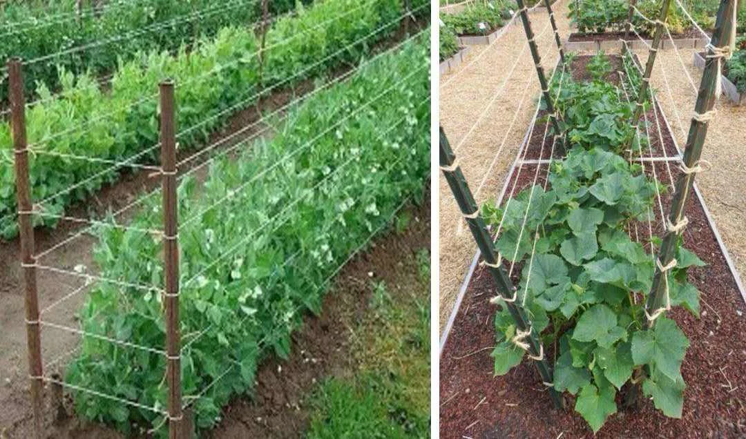 Growing cucumbers on a trellis: The cheapest and most productive method even for a small garden or balcony