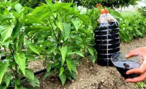 Natural fertilizer and spray in one: The best homemade infusion for peppers, tomatoes and cucumbers