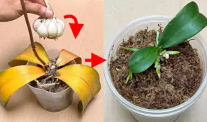 Professional gardeners' experience: How to extend the life of orchids for many years