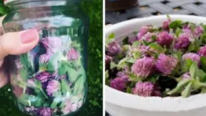 This flower grows in every meadow. Infuse it in oil and boost your health like never before!