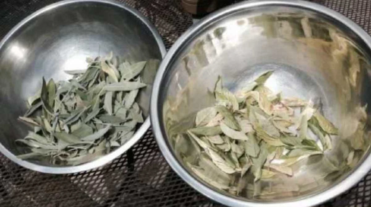 God's miracle among teas: This drink strengthens immunity, cleanses the body and helps prevent illness