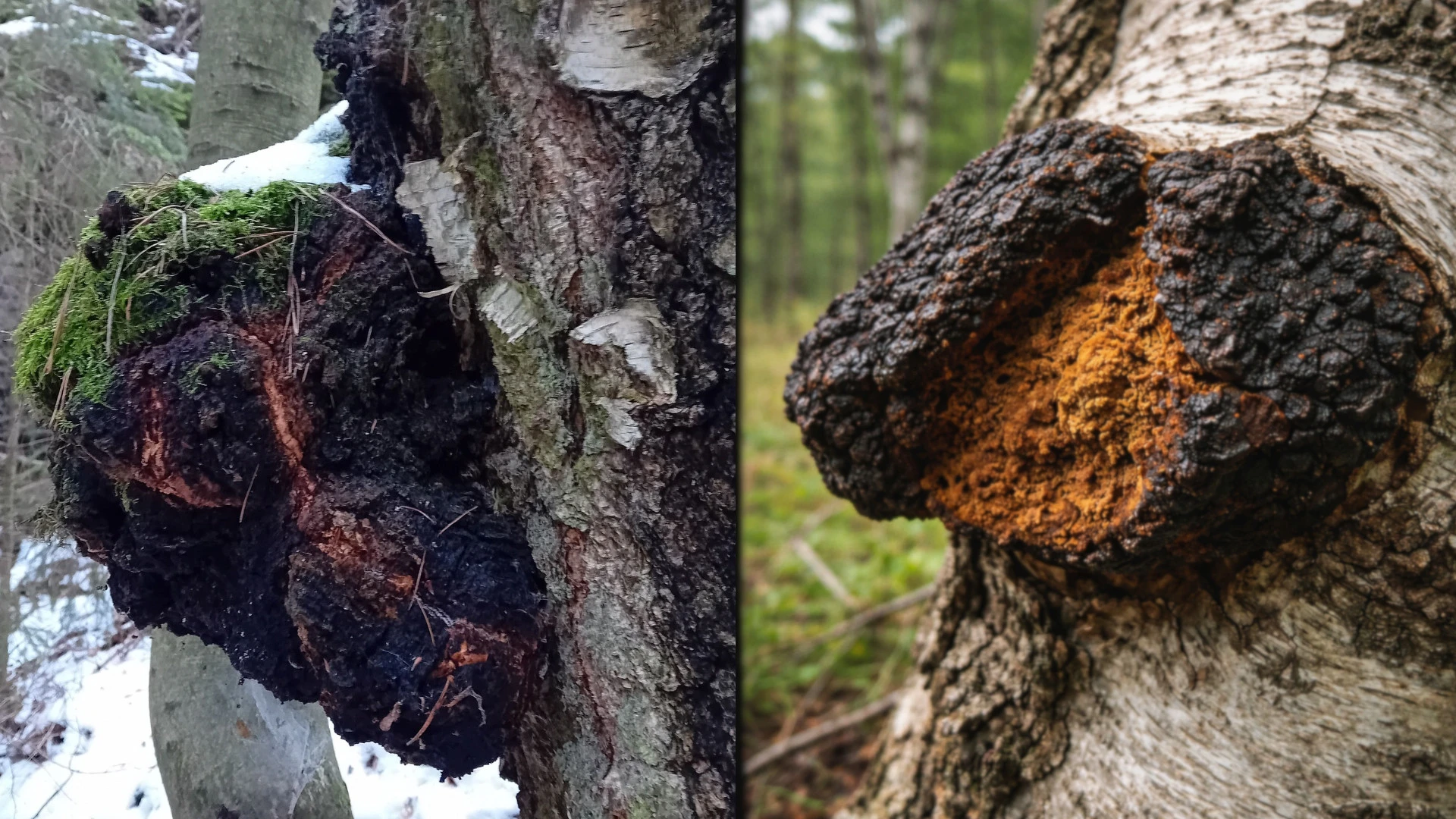 čaga chaga sibiřská